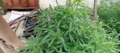 原创                 给大家分享一个扫帚菜的简单吃法