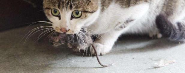 为什么宠物猫不抓老鼠,还会害怕老鼠呢?其实我们错怪它了