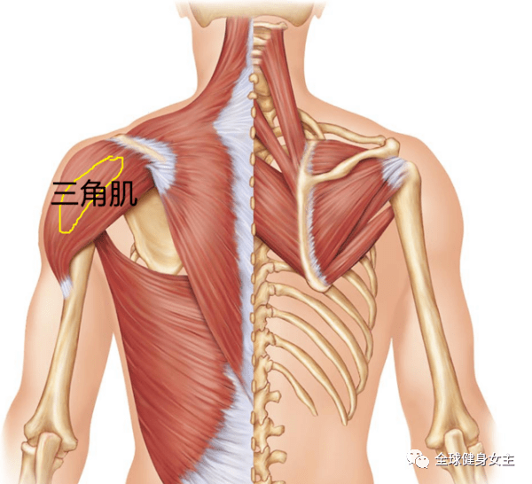 它由三角肌前束,中束以及后束三块肌肉组成,在力量训练中,对三块肌肉