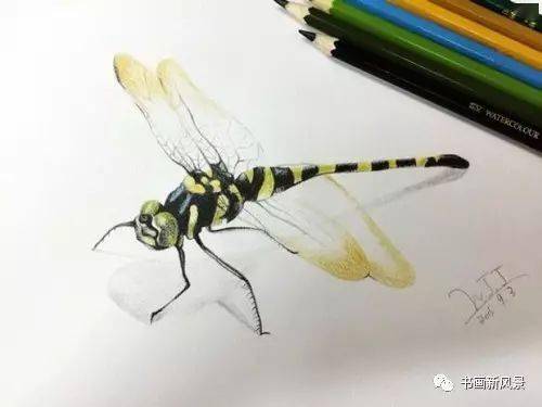一组彩铅画出的昆虫,太让人惊叹啦!