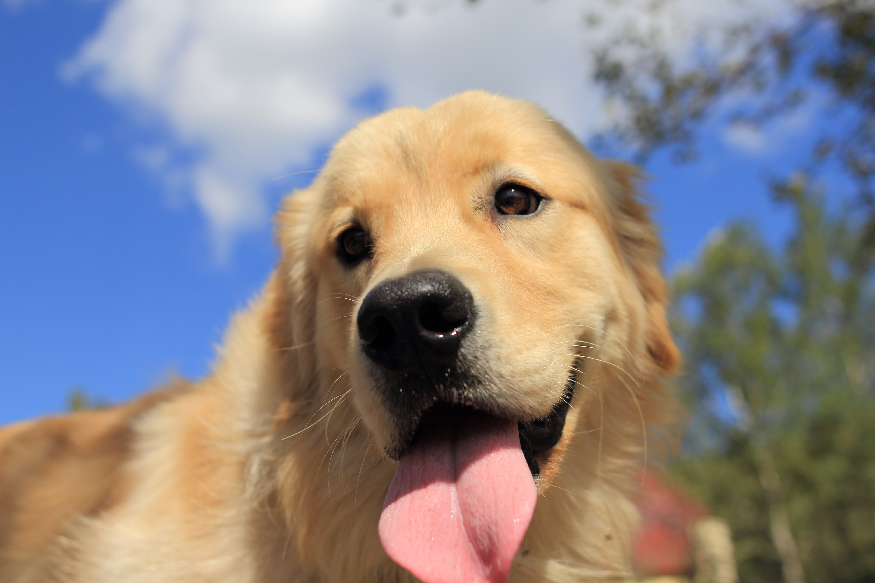 160斤超重金毛犬的励志减肥记