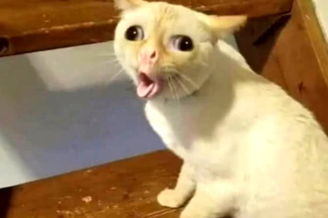 原创 猫咪无意闻了主人袜子,没想到反应这么大,表情让人笑到抽筋