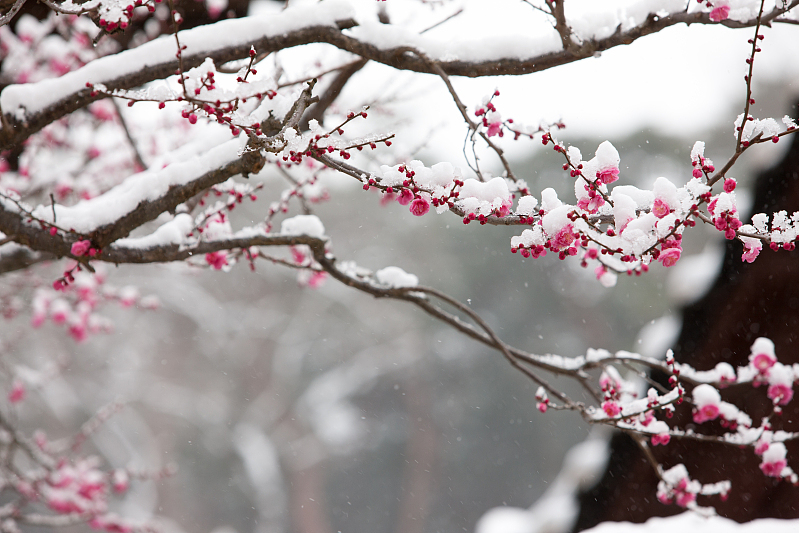 南北朝的三首梅花诗,勾勒出了无限春意,雪里寻梅意境