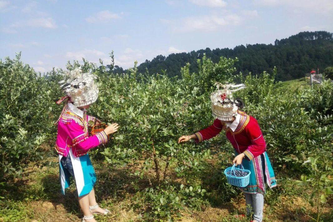 贵州蓝莓基地:麻江蓝莓是什么时候成熟呢?