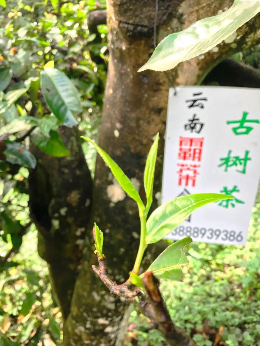 高山大野—原始深林，上品嘉木！