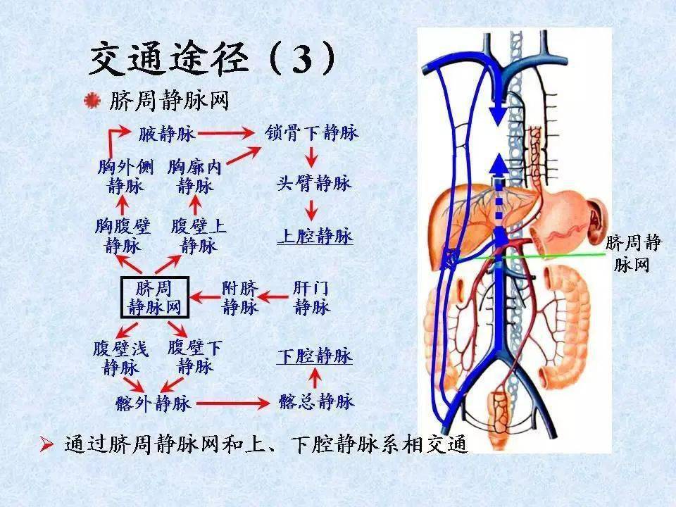 静脉-解剖图
