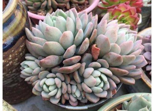 什么时候才能长肉 f8cdd0a8c1ba4da19a89dee063cd0ce0.jpeg