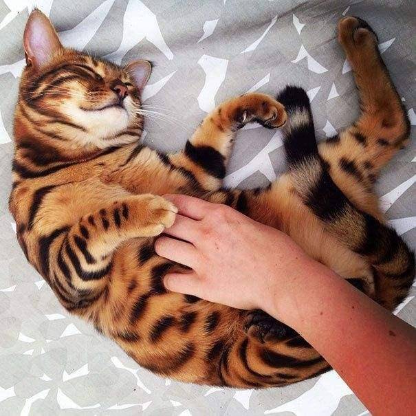 原创世界上最名贵的猫咪各位铲屎官们快来看看吧其中有酷似外星猫