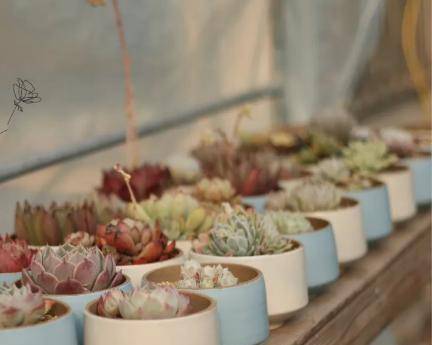 多肉小白药使用方法 7af3e459f68a4fa18bf7c62e1ed1dbf4.jpeg