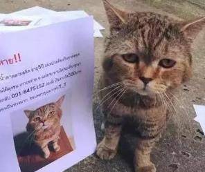 其实,很多时候不是猫咪养不熟或者没感情,而是因为猫咪警惕性很高