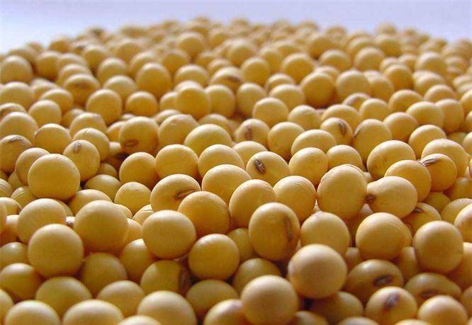 吃什么东西能降血脂和胆固醇 34cc3ae89573473d971fbe6367f5a016.jpeg