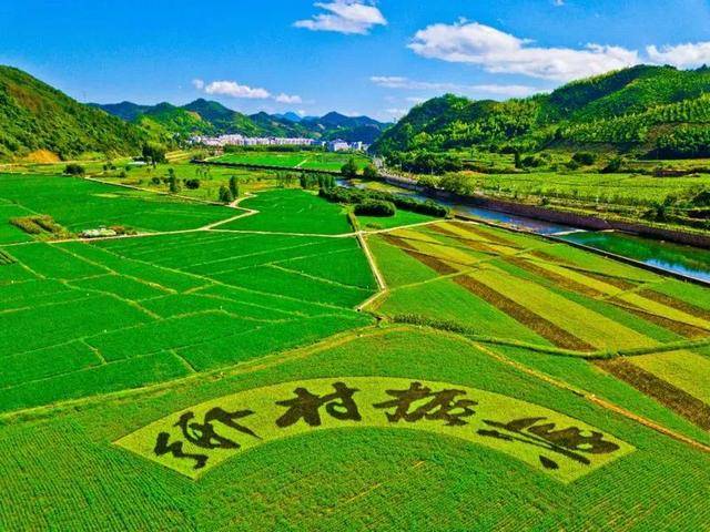 壁纸 草原 成片种植 风景 植物 种植基地 桌面 640_480