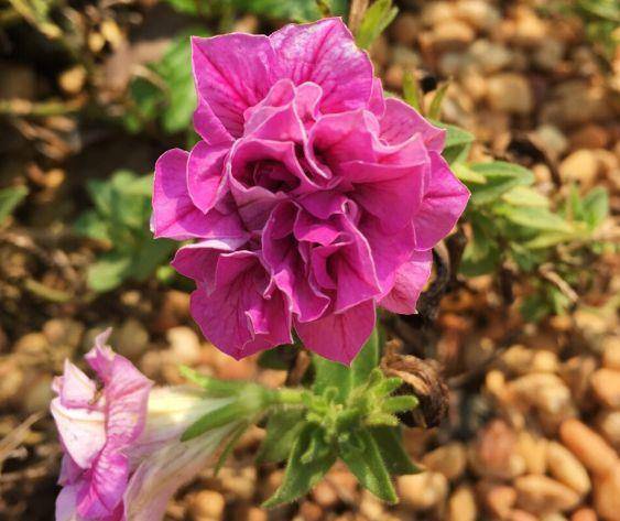 适合家里养的花寓意比较好的 1a21124478f44a0ca346d24816505534.jpeg