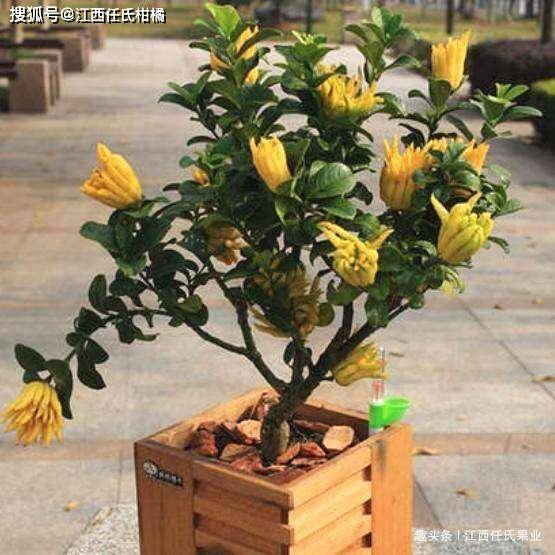 原创佛手柑品种特性与品种介绍