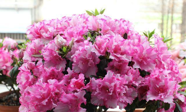 杜鹃是不是花 d26489e487624ea787a756f4e515b798.jpeg