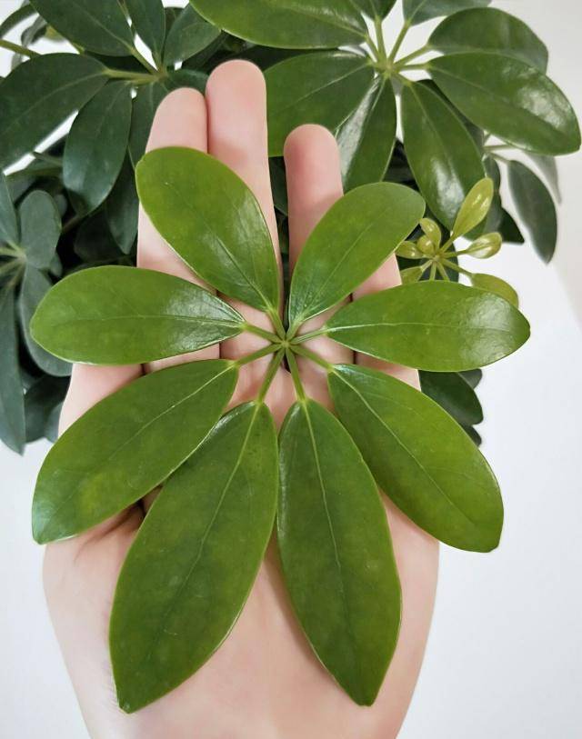 原创鸭脚木不断长出"小鸭掌",养护绿植你得这么做!