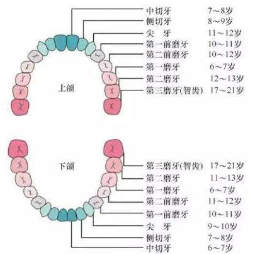 原创牙齿三个 "关键期" ,千万别错过!否则毁掉孩子一口好牙