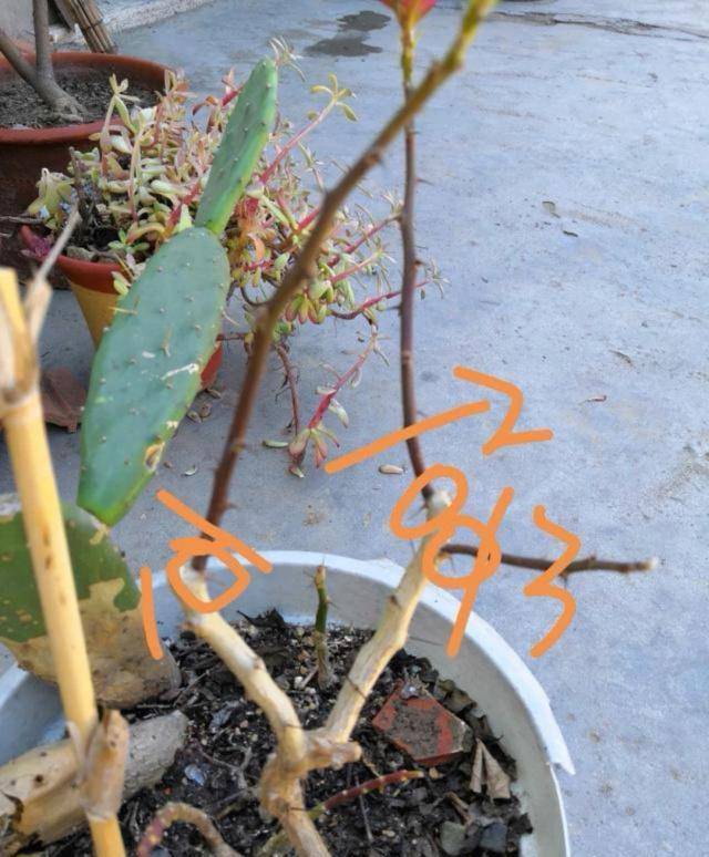 原创这种老叶仙嫁接蟹爪兰要这么做,伤口愈合快,成活率特高