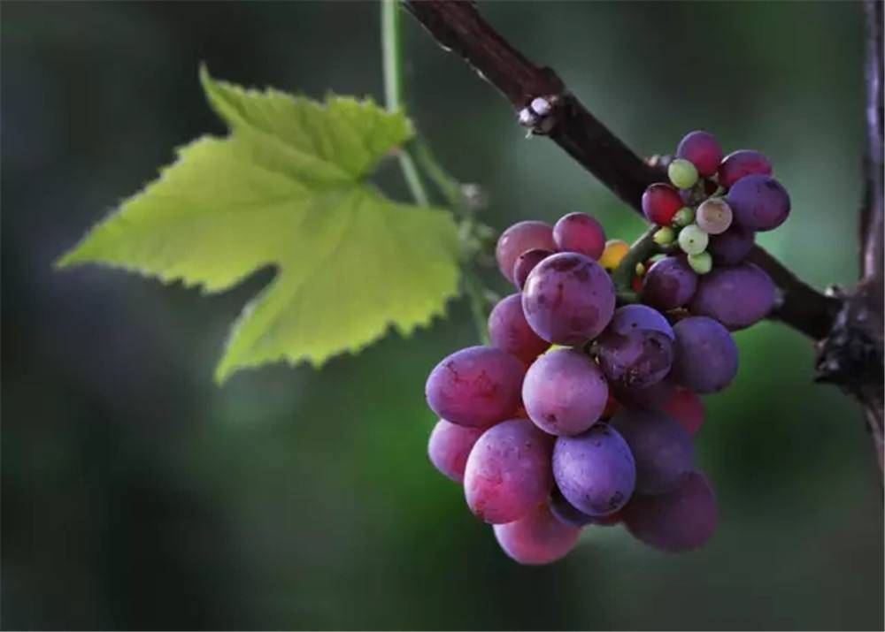 孕妇梦见吃了很多葡萄,梦境背后的预兆与解析 孕妇梦见吃了很多葡萄,梦境背后的预兆与解析