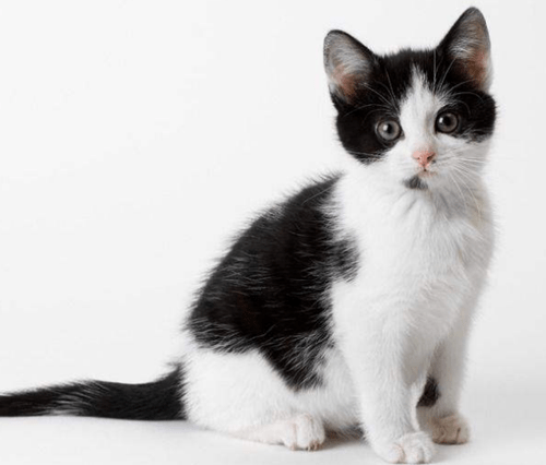 个人养宠经验分享怎么发现小黑白猫是贫血