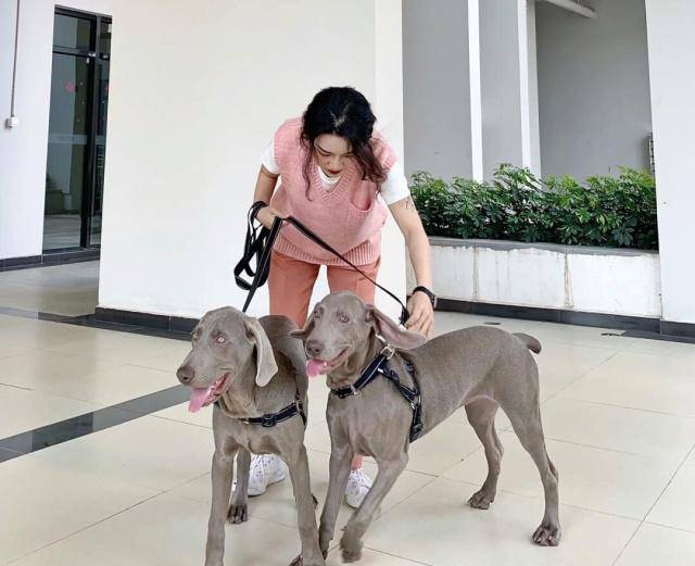 如何给狗狗按摩让狗狗感觉舒服 ffba20d2f2b6484da453988b106cc8ba.jpeg