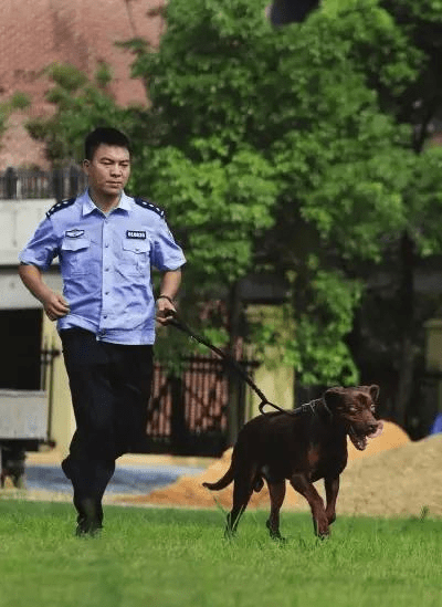 警犬搜尸!深埋地下7米,17年前尸骨重见天日