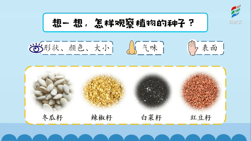 三年级科学湘教版植物的一生种子萌发