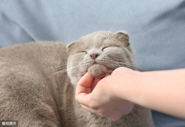 如何选猫条 4804d2eed65040d4b1b2b7cfd969ab47.jpeg