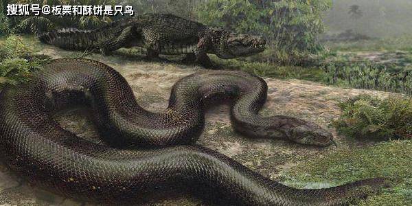 蛇是冷血动物 4d5a844e289349a8b5ac6186a2c04810.jpeg