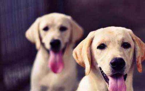 狗为啥不能吃牛肉 2757475ccbb54ed2916167068bf21ddd.jpeg