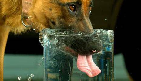 什么是舔狗式 2b353a3aa71847a4bb1e1d9d2d43e610.jpeg