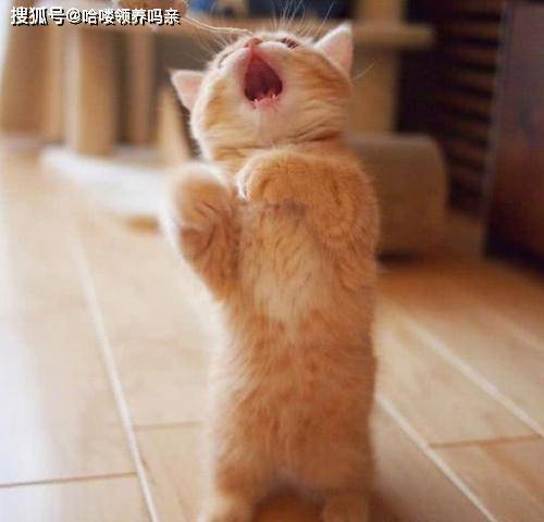 怎么看小猫是不是瘦 537d8aeadefc4594b3bc5f171bbed170.jpeg