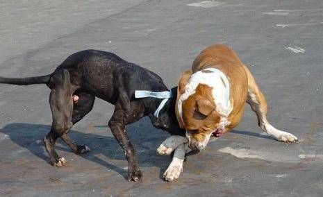 如何正确饲养小鸡 580e8cf0b0ec4114b92b897a7417eb50.jpeg