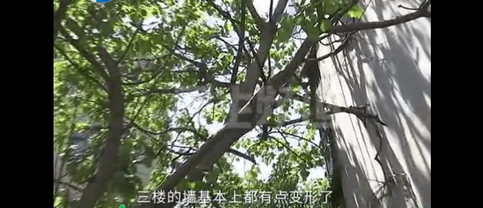 树是怎么长歪的 78fea0623ffa46fe9a6c1f9c0c54f753.png