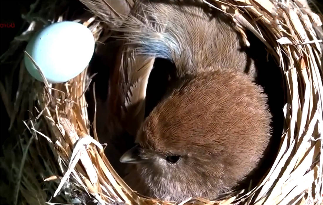 布谷鸟是什么鸟养大的 7dc2316ef9944172aa44a96057c5ffef.jpeg