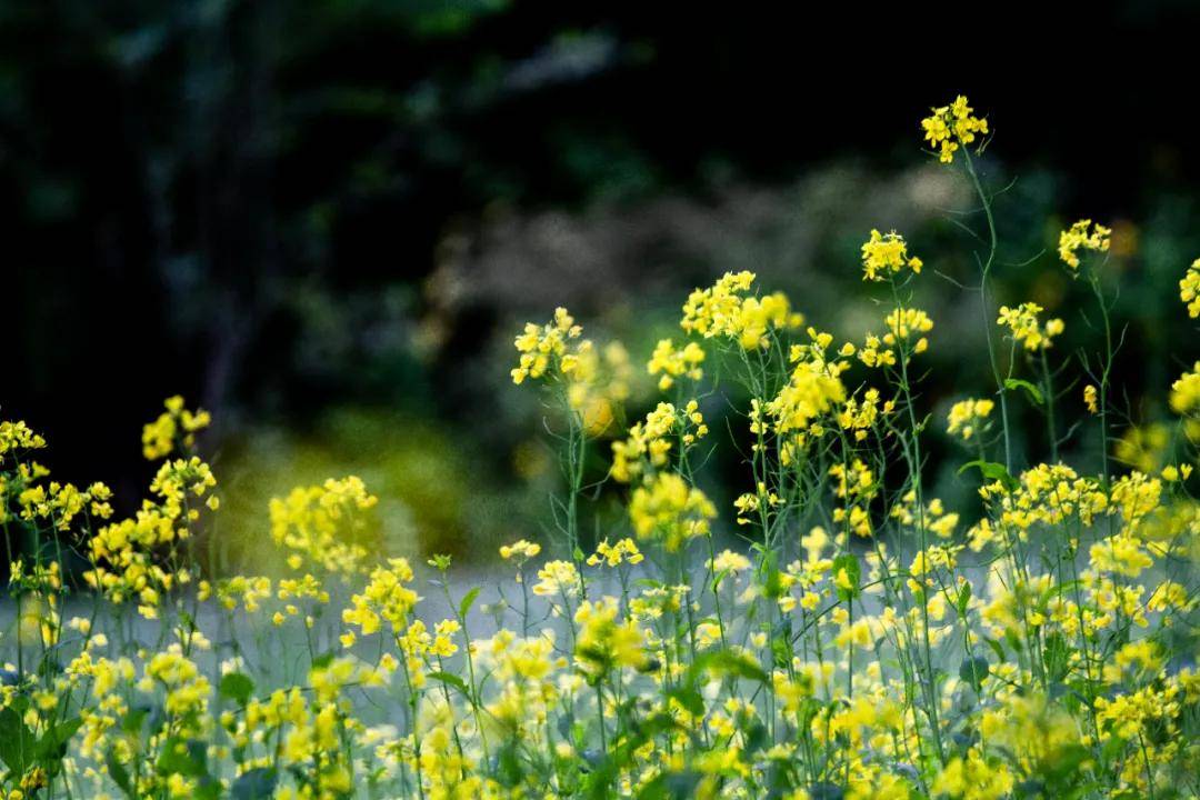 秦皇岛四大油菜花田已绽放成海,美图即将刷爆朋友圈!