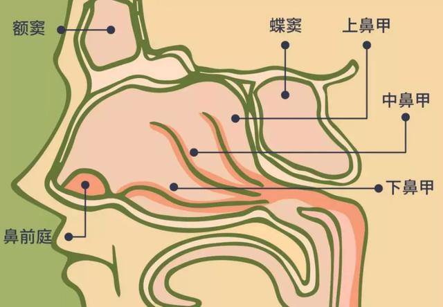 劝你别再挖鼻孔了,看完这篇文章你可能想剁手_鼻腔