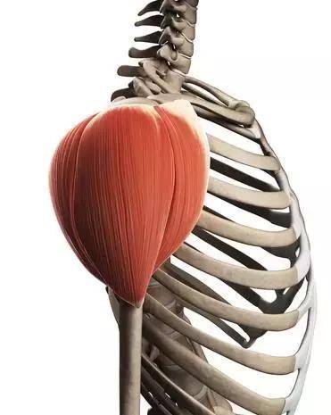 肩峰和肩胛冈,肌束逐渐向外下方集中,止于肱骨头外侧的三角肌粗隆