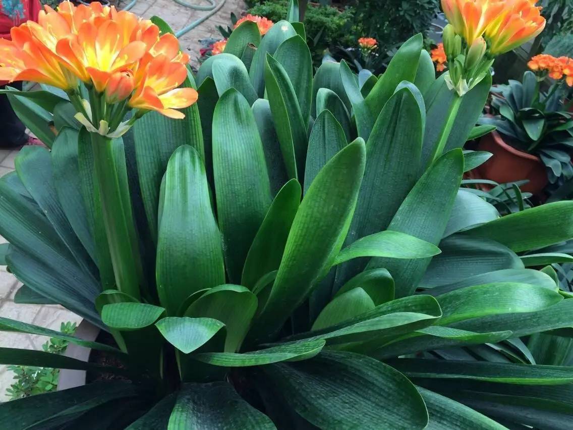 夏天有什么植物出现 a0e52f0e22cc491b9739788bd6b88b25.jpeg