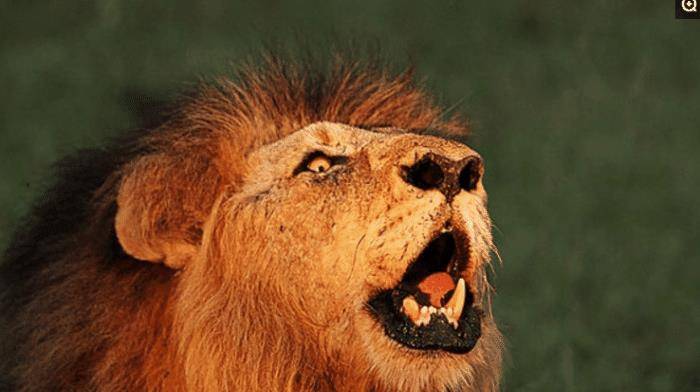 非洲的"坏男孩联盟", 6只雄狮横扫草原, 1年屠杀上百只狮子