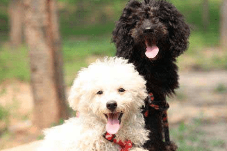 自己怎么做狗狗冻干 8cf2bae78508489c85731795ebd17785.png