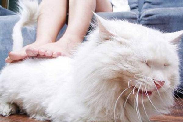 你们知道怎么摸猫咪才能让它感到舒服吗?
