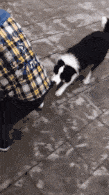 搞笑gif:妹子,你就是一条离开水的鱼