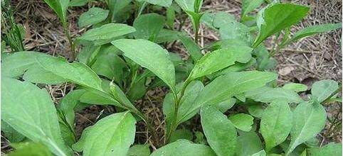 原创马兰头是一种野菜!马兰头清热解毒,散瘀止血,防癌