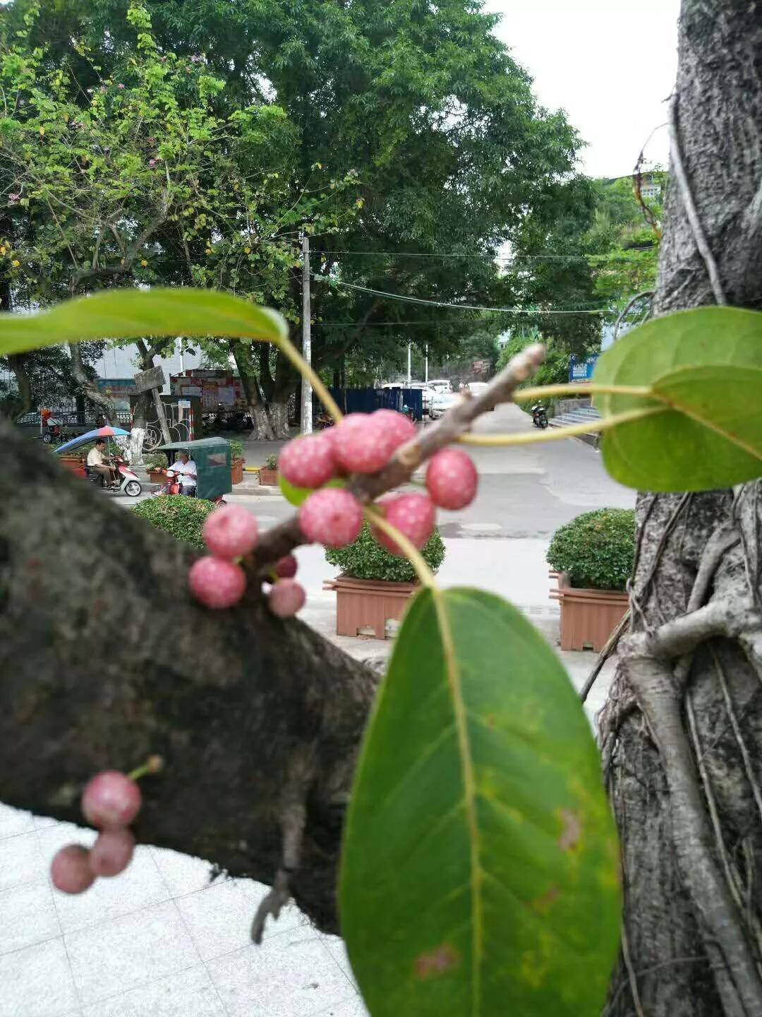 自古神州花卉嘉,声名不胫走天涯. 洛阳遍地樱花放,何必东瀛去看花.