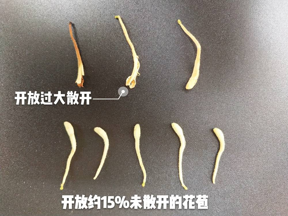 金银花|高价金银花产新 打开厂家进货价格行情下滑通道