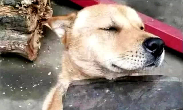 土狗犯事不认错,主人拿起菜刀威胁它,狗狗的表情太厚颜无耻!