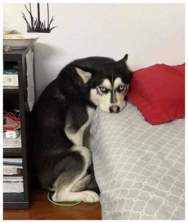 狗狗怎么打都不知道害怕 d7d2eae0559742489bf8f5d4687dc6e0.jpeg