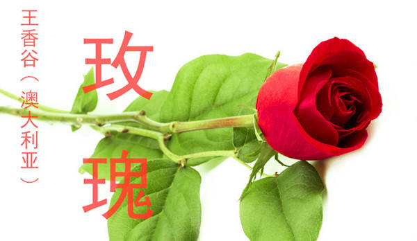 描写红玫瑰的词语