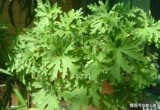 「宝宝」家长别踩坑了...蚊子又来骚扰宝宝了！这些驱蚊方式不靠谱